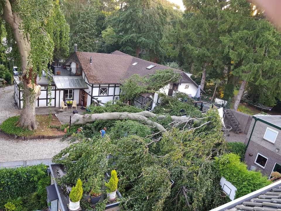 Ruudstuinen_stormschade_monumentale_beuk_soest